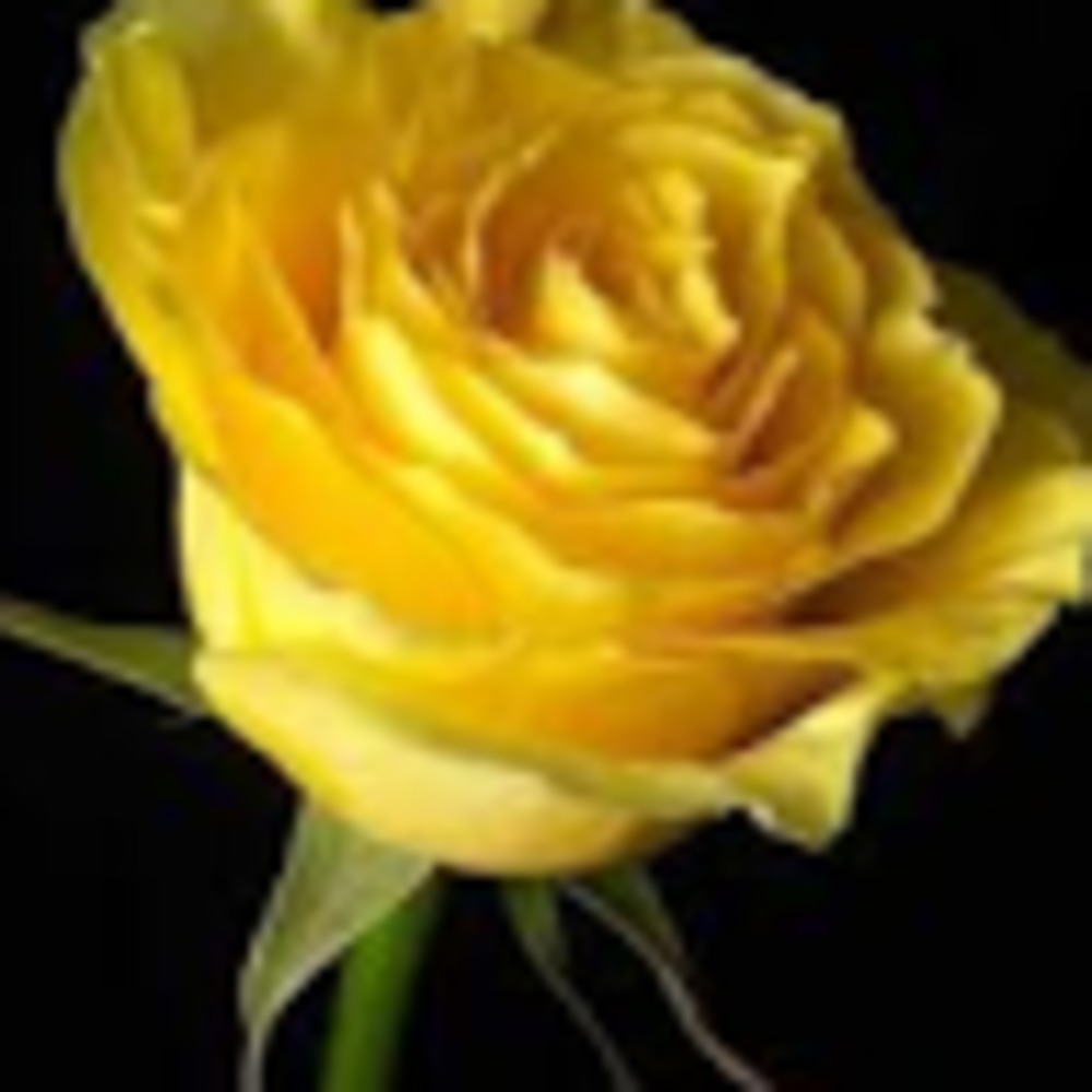 Meet your Posher, Pili